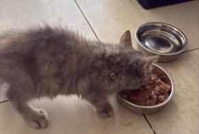 Disappearance alert Cat miscegenation Female , 0 years Village-Neuf France