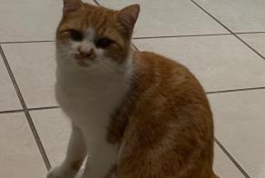 Disappearance alert Cat miscegenation Male , 1 years Saint-Didier-de-la-Tour France