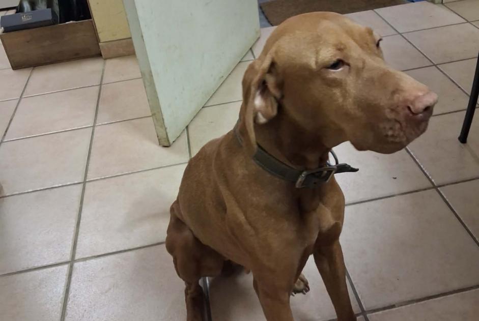 Discovery alert Dog  Female Val-de-Saâne France