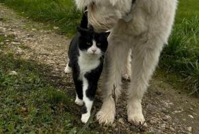 Disappearance alert Cat miscegenation Male , 7 years Farges France