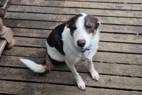 Disappearance alert Dog  Male , 3 years Clohars-Carnoët France