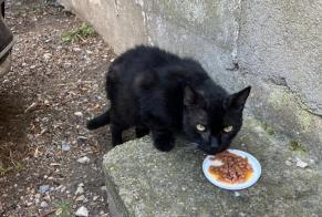 Discovery alert Cat Unknown Palavas-les-Flots France