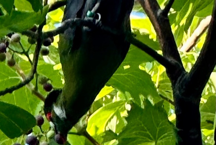 Discovery alert Bird Unknown La Garde France