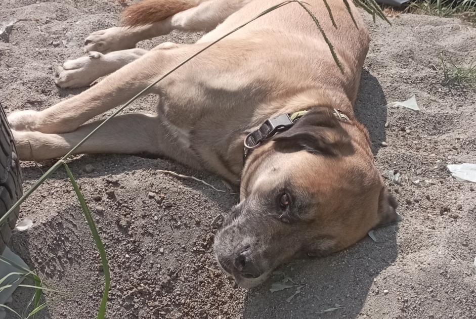 Disappearance alert Dog miscegenation Male , 5 years Montpezat France