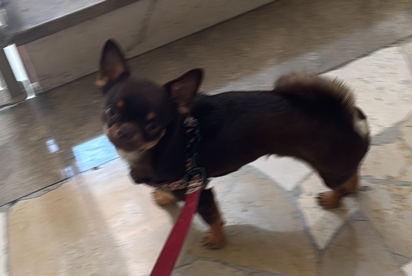 Disappearance alert Dog  Male , 0 years Grenoble France