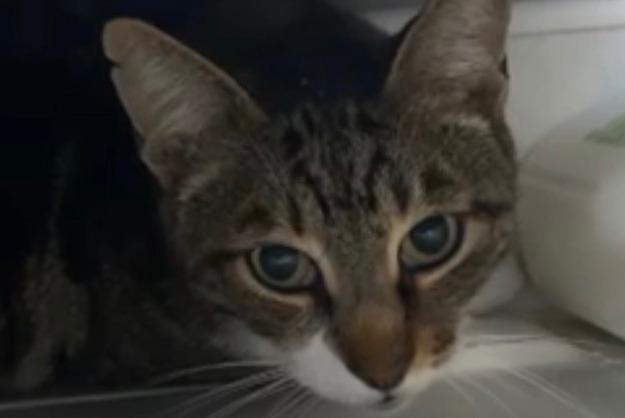 Disappearance alert Cat Male , 8 years Billère France