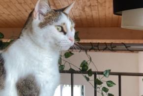 Disappearance alert Cat  Female , 7 years Saint-Brice France