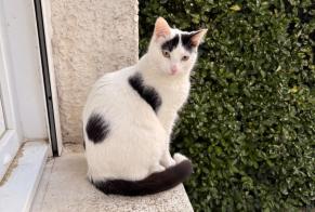 Disappearance alert Cat  Male , 1 years Châtellerault France