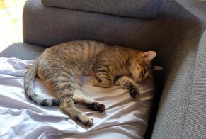 Discovery alert Cat  Male , Between 7 and 9 months La Voulte-sur-Rhône France