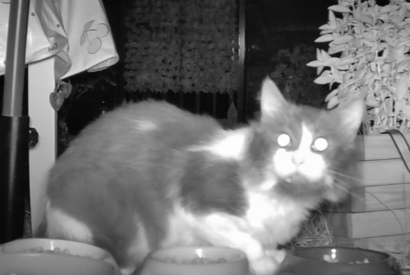 Discovery alert Cat Unknown , 3 years Scy-Chazelles France