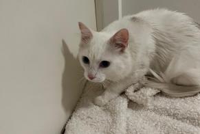 Discovery alert Cat  Male , 3 years Montpellier France
