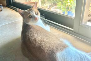 Disappearance alert Cat miscegenation Female , 4 years Althen-des-Paluds France