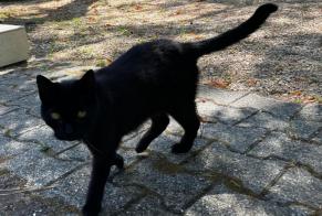 Discovery alert Cat Unknown Alès France