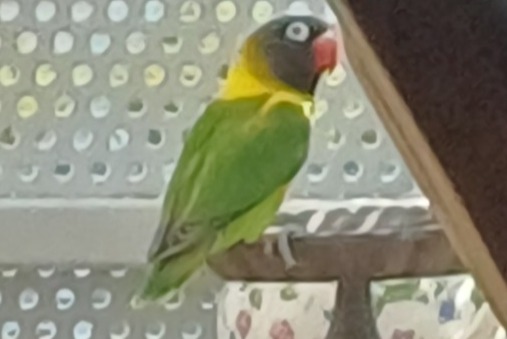 Discovery alert Bird Unknown Rennes France