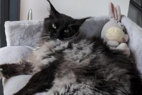 Disappearance alert Cat  Male , 3 years Saint-Hilaire-de-Brens France