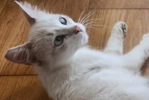 Disappearance alert Cat Female , 1 years Rodez France