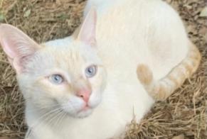 Disappearance alert Cat  Male , 2 years Montauban France