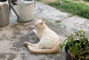 Disappearance alert Cat  Male , 2 years Montauban France