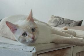 Disappearance alert Cat  Male , 2 years Montauban France