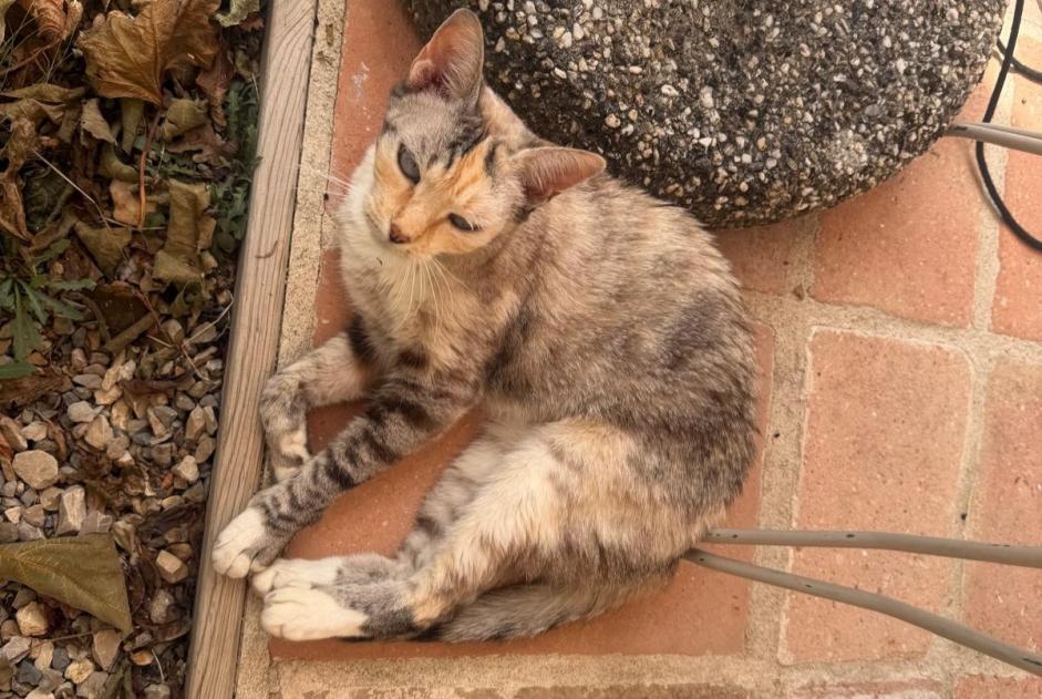 Discovery alert Cat Female , 3 years Puybegon France
