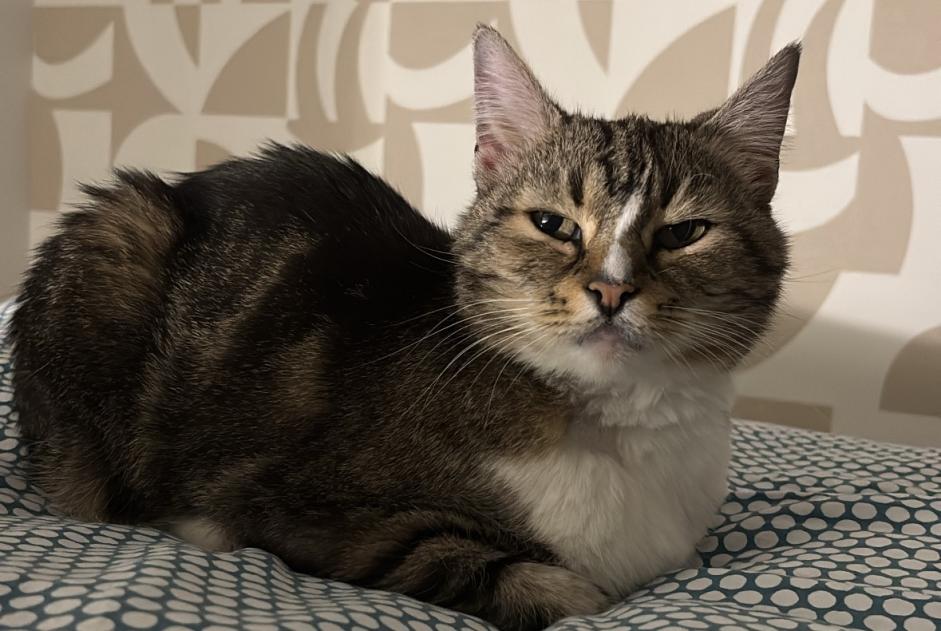 Disappearance alert Cat Female , 11 years Nancy France