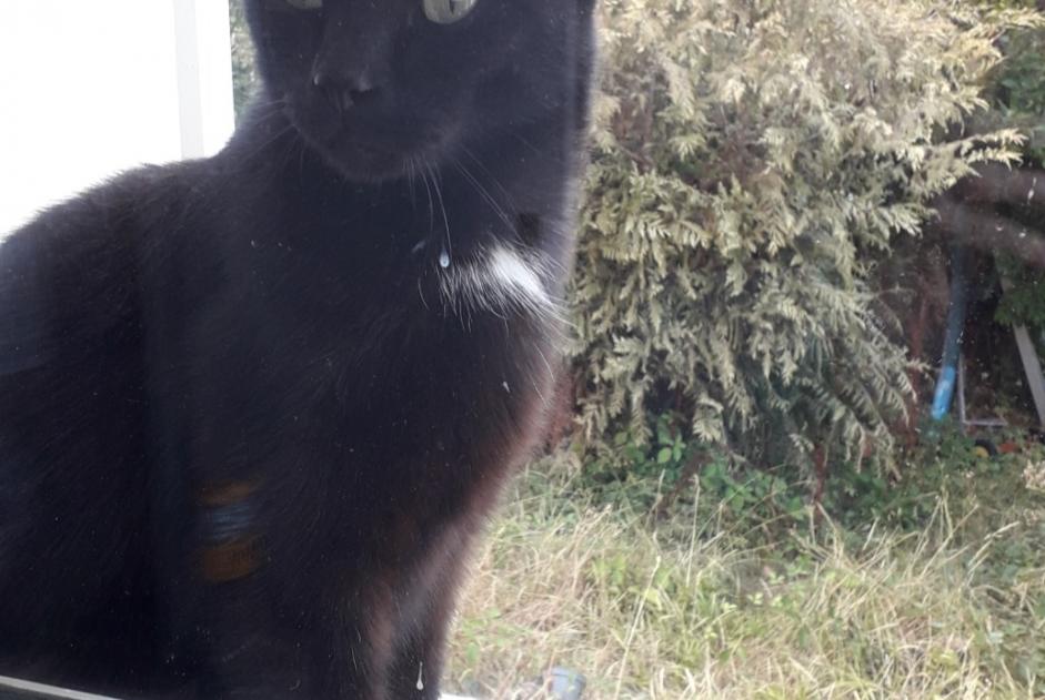 Discovery alert Cat Unknown Boissy-Saint-Léger France