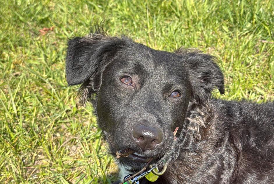 Disappearance alert Dog Male , 1 years Tourves France