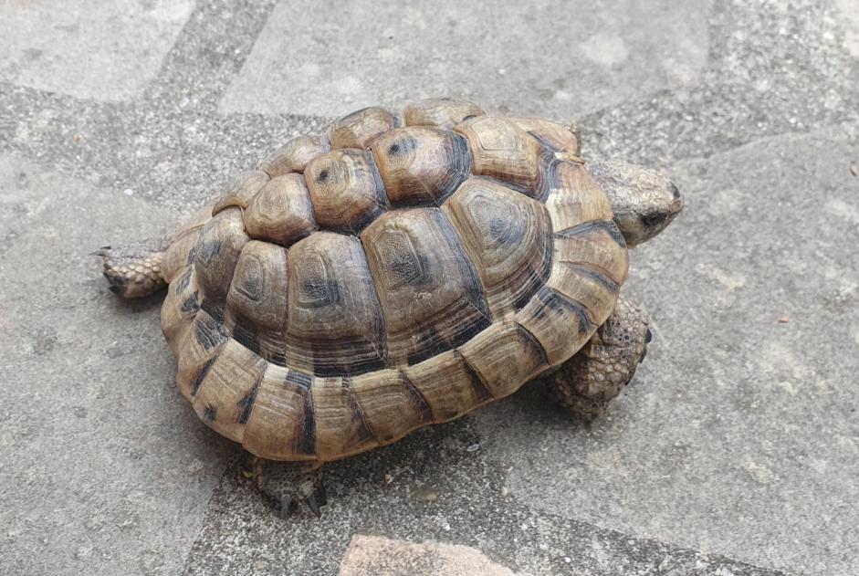 Discovery alert Tortoise Unknown Neuilly-Plaisance France