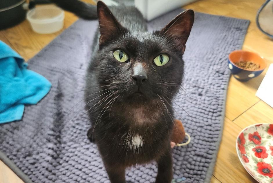 Discovery alert Cat Unknown Granville France