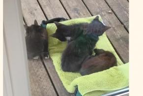 Discovery alert Cat Unknown Meschers-sur-Gironde France