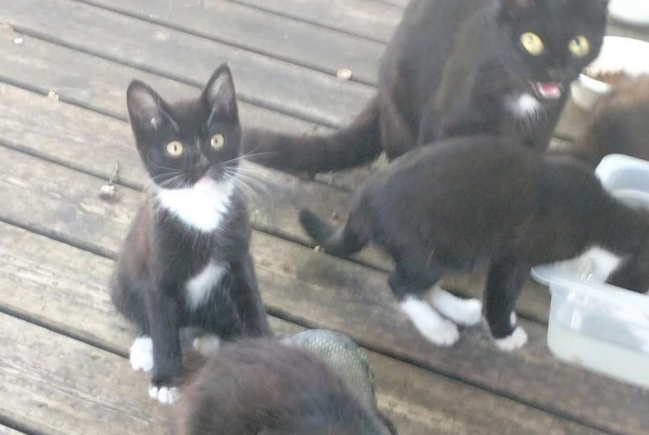 Discovery alert Cat Unknown Meschers-sur-Gironde France