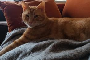 Disappearance alert Cat  Male , 6 years Ver-sur-Mer France