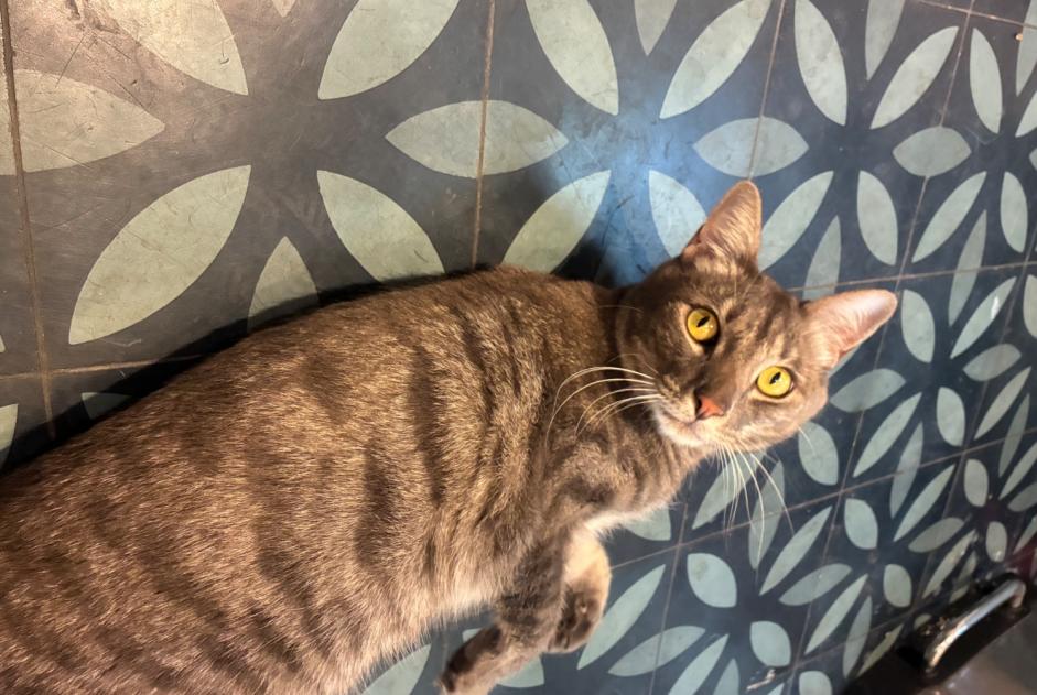 Disappearance alert Cat  Male , 2 years Saint-Cloud France