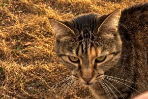 Discovery alert Cat Female Vérines France