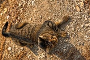 Discovery alert Cat Female Vérines France