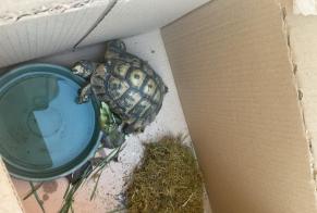 Discovery alert Tortoise Unknown Saint-Mammès France