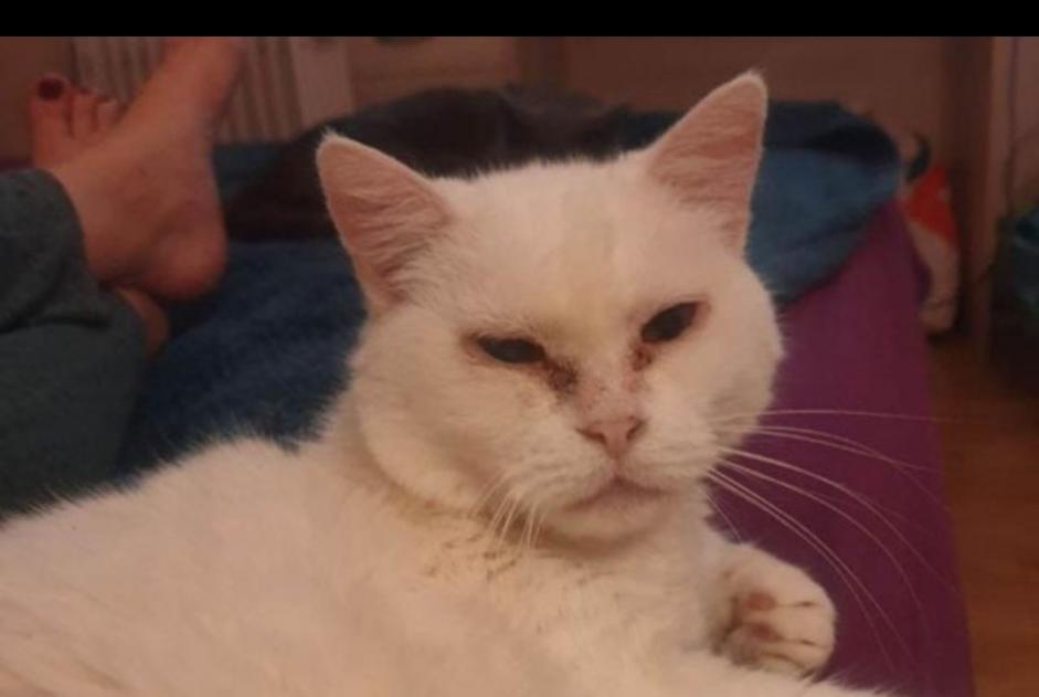 Disappearance alert Cat Female , 12 years Lyon France