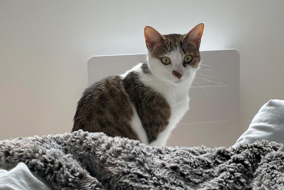 Disappearance alert Cat Female , 6 years Saint-Junien France