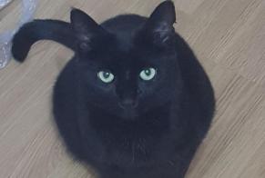 Disappearance alert Cat Male , 12 years Le Bourget-du-Lac France