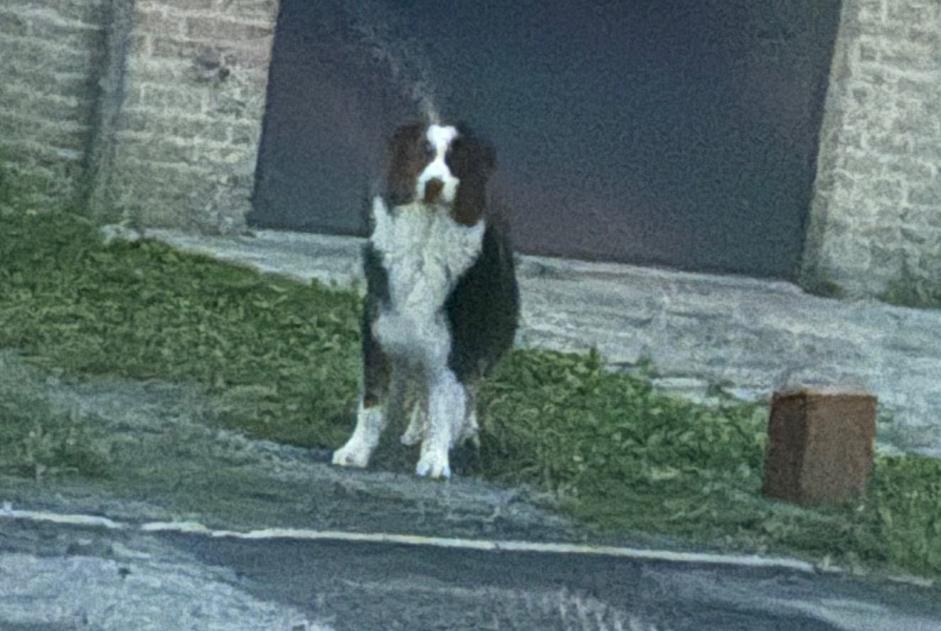 Discovery alert Dog  Unknown Vieux-Condé France