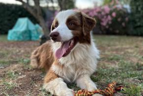 Disappearance alert Dog  Male , 2 years Pesmes France