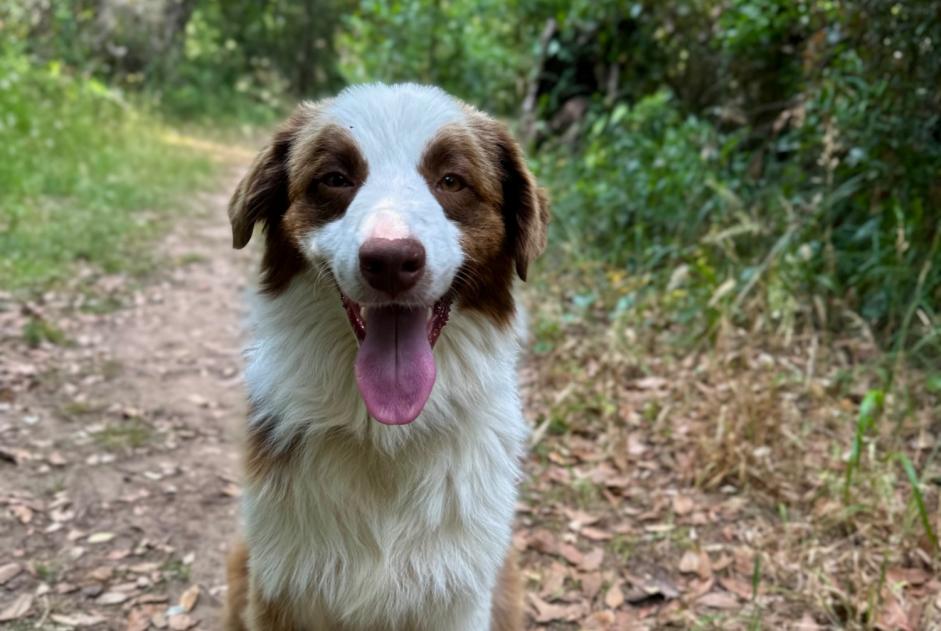 Disappearance alert Dog  Male , 2 years Pesmes France