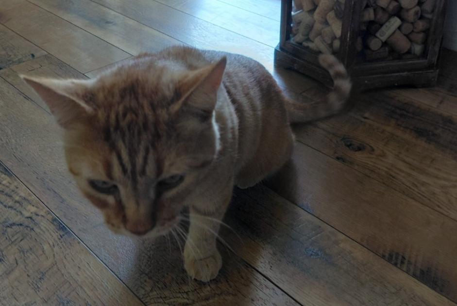 Discovery alert Cat miscegenation Unknown Corberon France