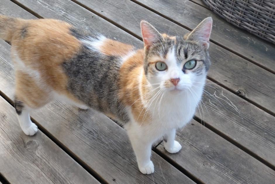 Discovery alert Cat Unknown Corberon France