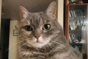 Disappearance alert Cat miscegenation Female , 13 years Tours France