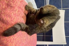 Discovery alert Cat Female , 1 year La Chapelle-Neuve France