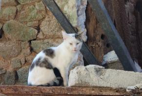 Discovery alert Cat Male Secondigny France