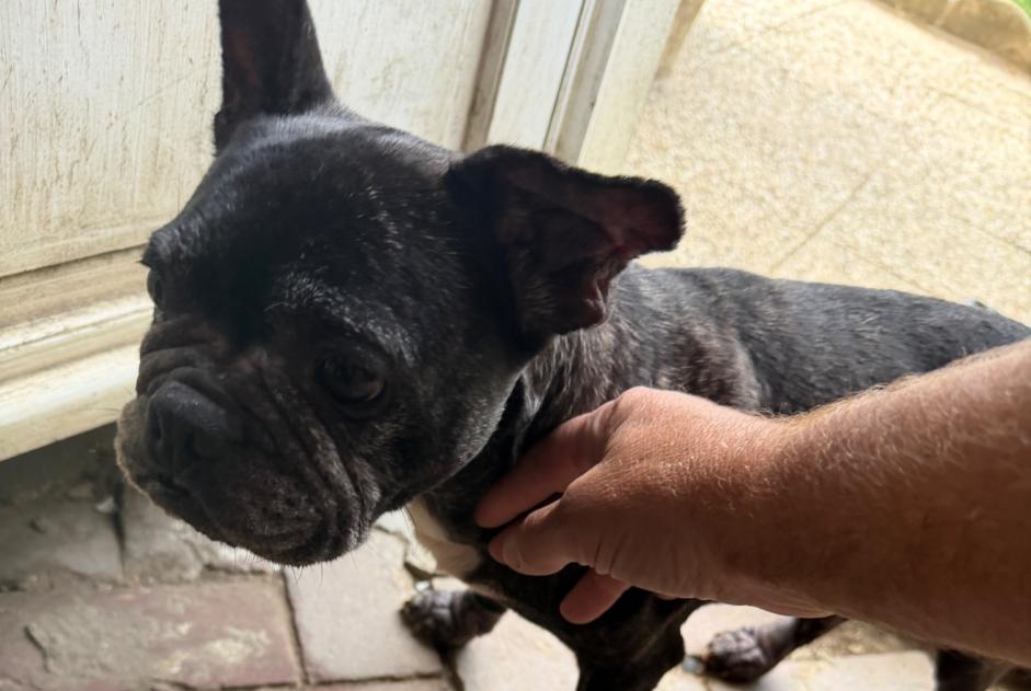 Discovery alert Dog  Unknown Beauvais France
