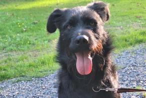 Discovery alert Dog Male Valdallière France