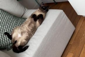 Disappearance alert Cat Male, 5 years Choisy-le-Roi France